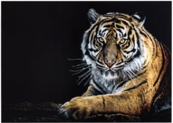 Yosemite Home Tigris II Tempered Glass Wall Art Panel